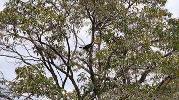 adult toco toucans photo