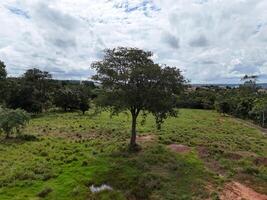 árbol grande en un campo foto