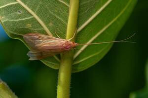 Adult Caddisfly Insect photo