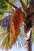 male flowers of the buriti palm tree photo