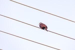 Ruddy Ground Dove photo