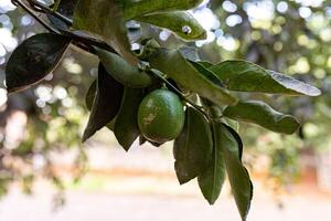 de cerca en verde frutas foto