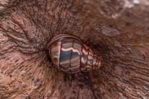 caracol de tierra común foto