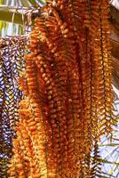 masculino flores de el buriti palma árbol foto