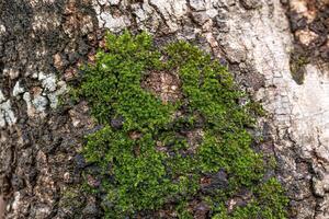 Green True Mosses photo