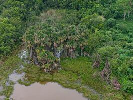 stream in the Brazilian cerrado biome buriti palm trees in the center photo