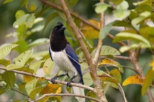 Curl crested Jay Bird photo