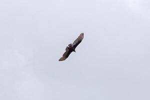 Turkey Vulture Bird photo