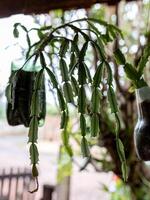 Crab Cactus Plant photo