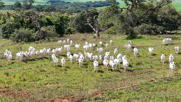 campo pasto zona con blanco vacas pasto foto