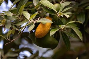 follaje y Fruta de el planta Oiti foto