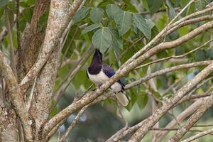 Curl crested Jay Bird photo