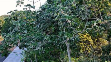 Pumpwood plant leaves photo