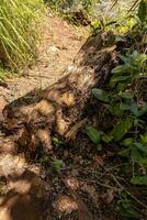 large tree trunk rotting on the ground photo