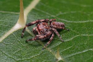 pequeña araña saltadora foto