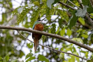 animal cola rufa jacamar pájaro foto