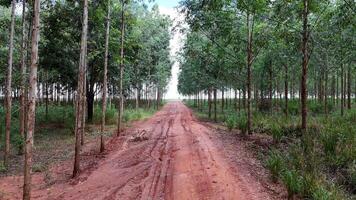 cultivation of eucalyptus trees photo