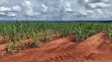 campo azúcar caña cultivo foto