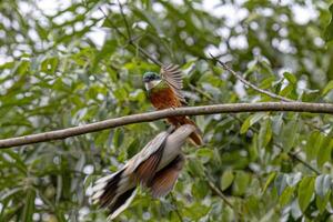 Animal Rufous-tailed Jacamar Bird photo