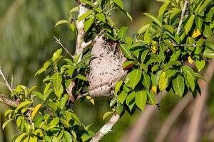 Nest of Long-waisted Honey Wasps photo