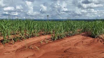 field sugar cane cultivation photo