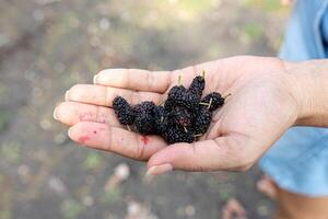 Small Mulberry fruits photo