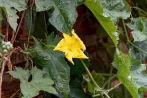 esponja calabaza amarillo flor foto