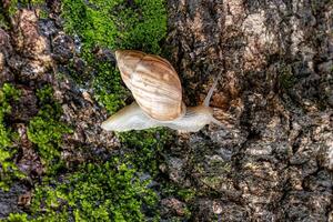 White Helicinan Snail photo