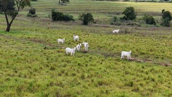 campo pasto zona con blanco vacas pasto foto