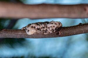 White Tortoise Scales photo