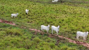 campo pasto zona con blanco vacas pasto foto