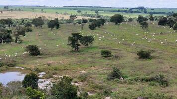 field pasture area with white cows grazing photo