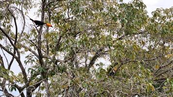 adult toco toucans photo