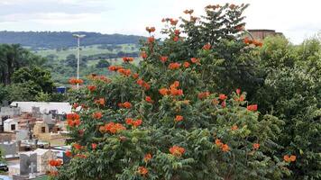 African Tulip Tree Flowers photo