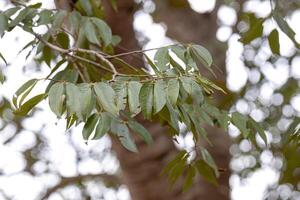 dedo apestoso árbol hojas foto