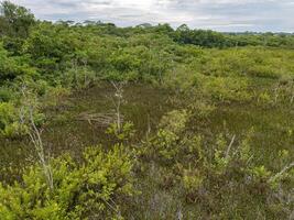 Small Swamp in Itaja photo