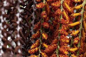 flowers of the buriti palm tree photo