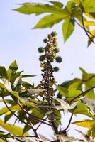 Green Castor Bean Plant photo