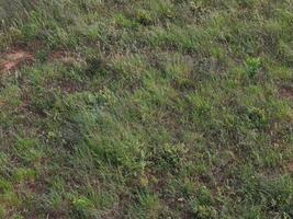 dirt floor with grass photo