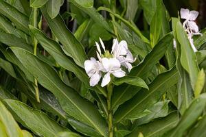 blanco jengibre flor planta foto