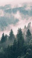 Serene Forest in Misty Fog photo