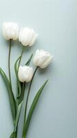 Minimalist White Tulips Still Life photo