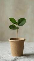 Potted Plant in Eco-Friendly Pot photo