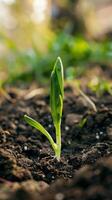 joven planta brotante en suelo foto