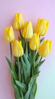 Yellow Tulips On Pink Background photo