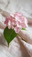 Pink Hydrangea On Linen Texture photo