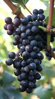 Ripe Vineyard Grapes Cluster photo