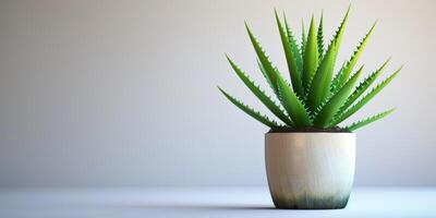 Green Aloe Vera in Ceramic Pot photo