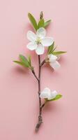 Single White Blossom Branch photo