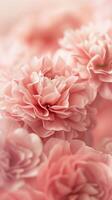 Soft Pink Floral Abstract photo